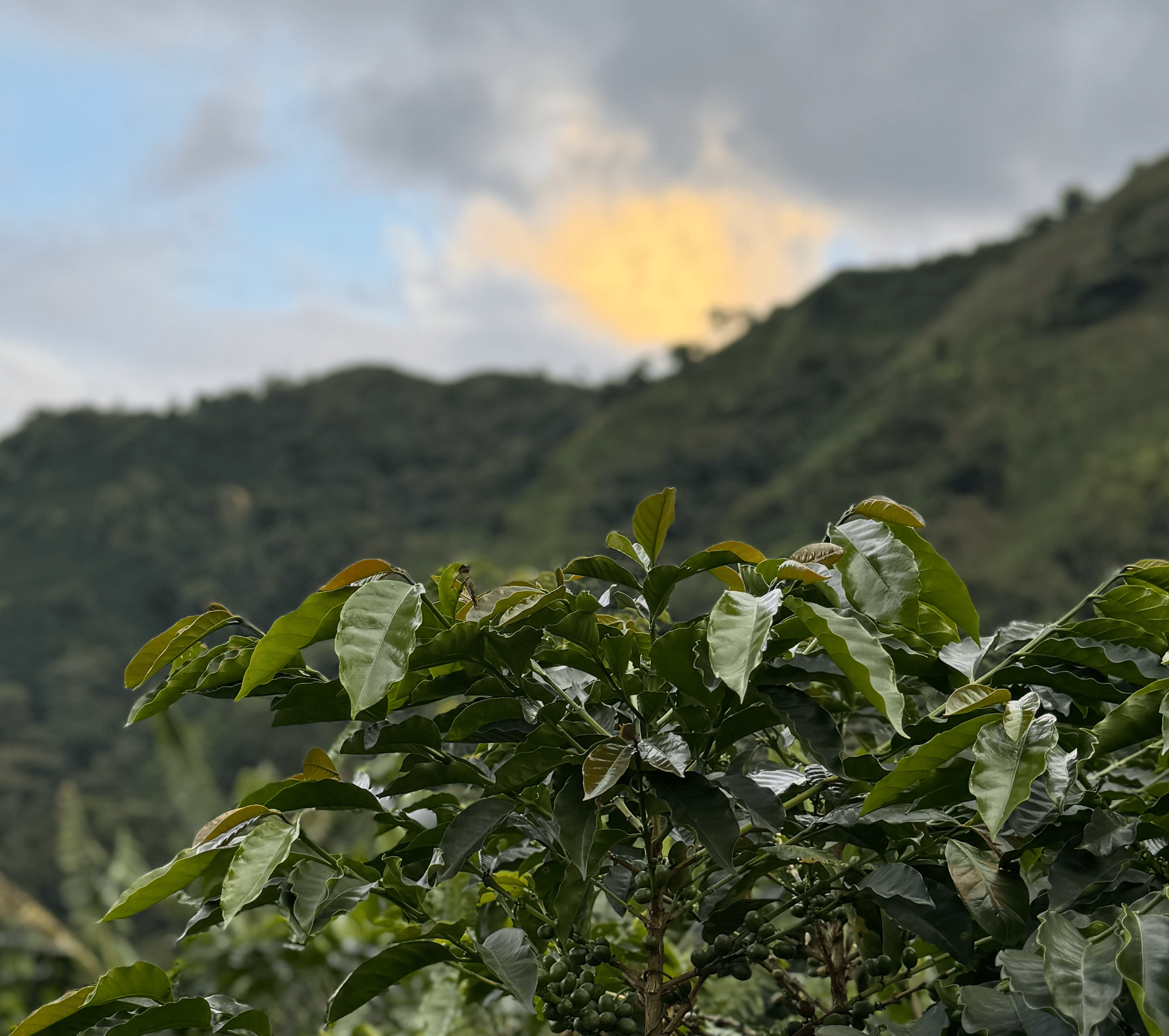 Coffee farm