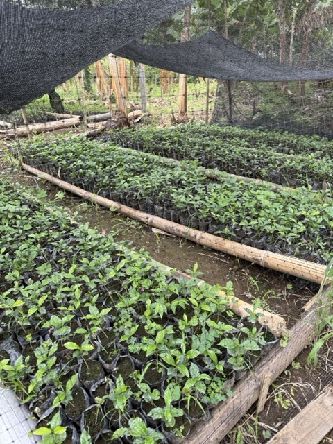 The Coffee Harvest Process