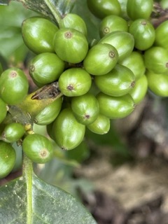 Sustainable Coffee in Colombia